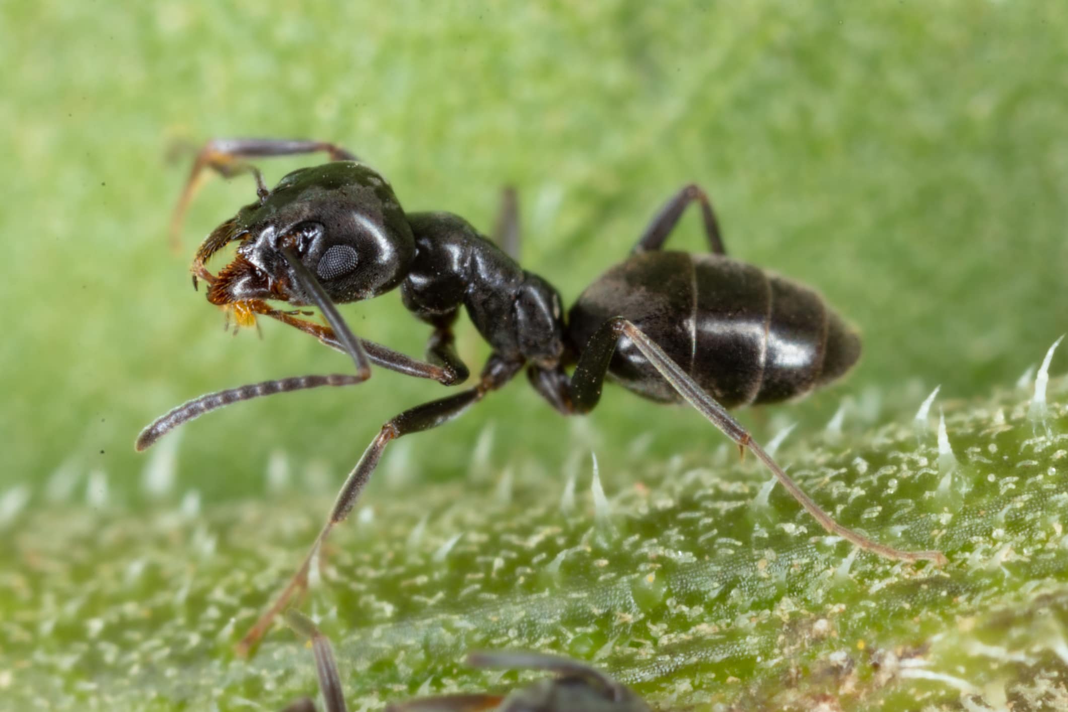 Large black ant with glossy body and prominent mandibles standing on a textured green leaf surface.