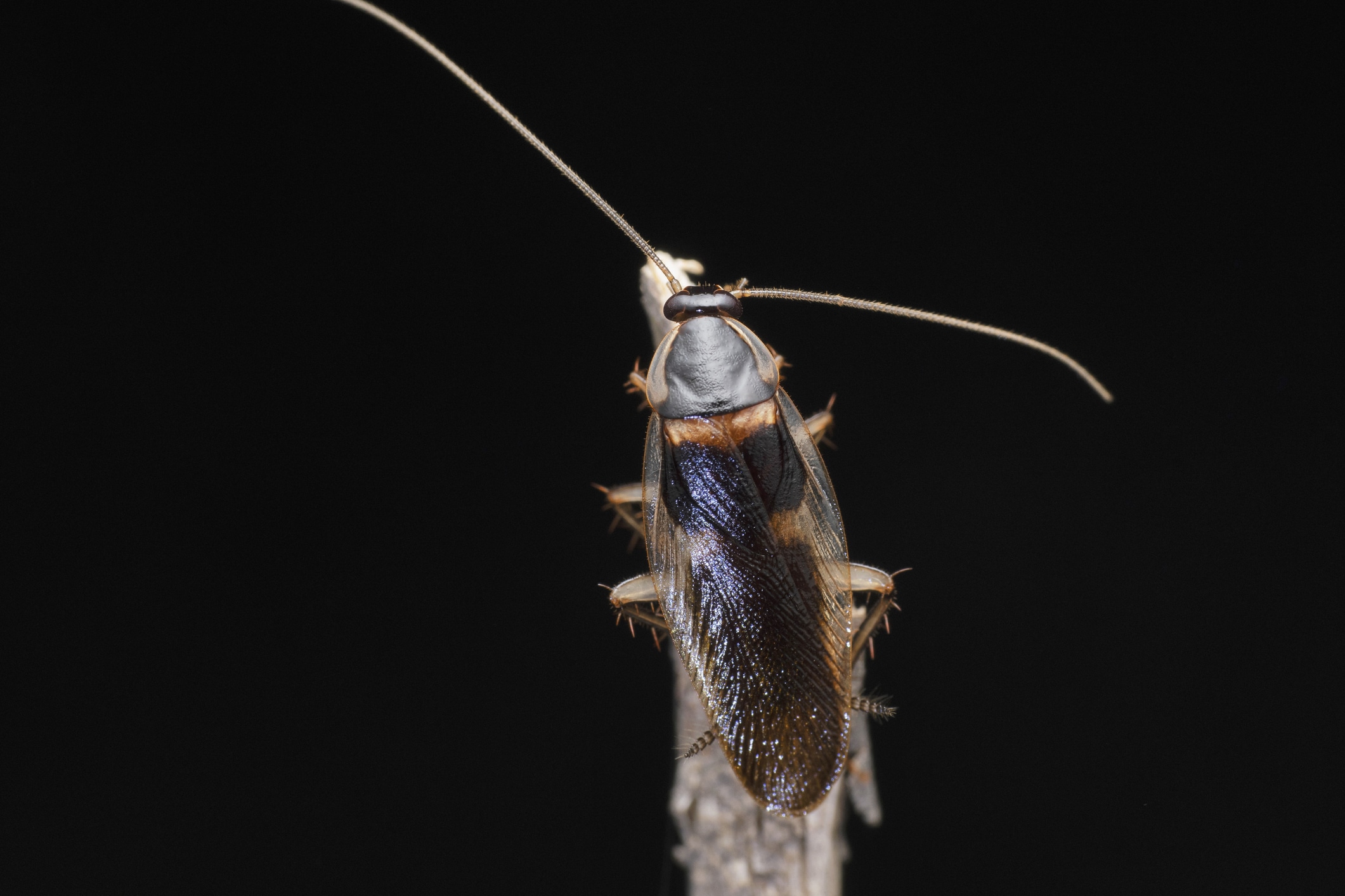 Brown-banded cockroach viewed from above against a dark background