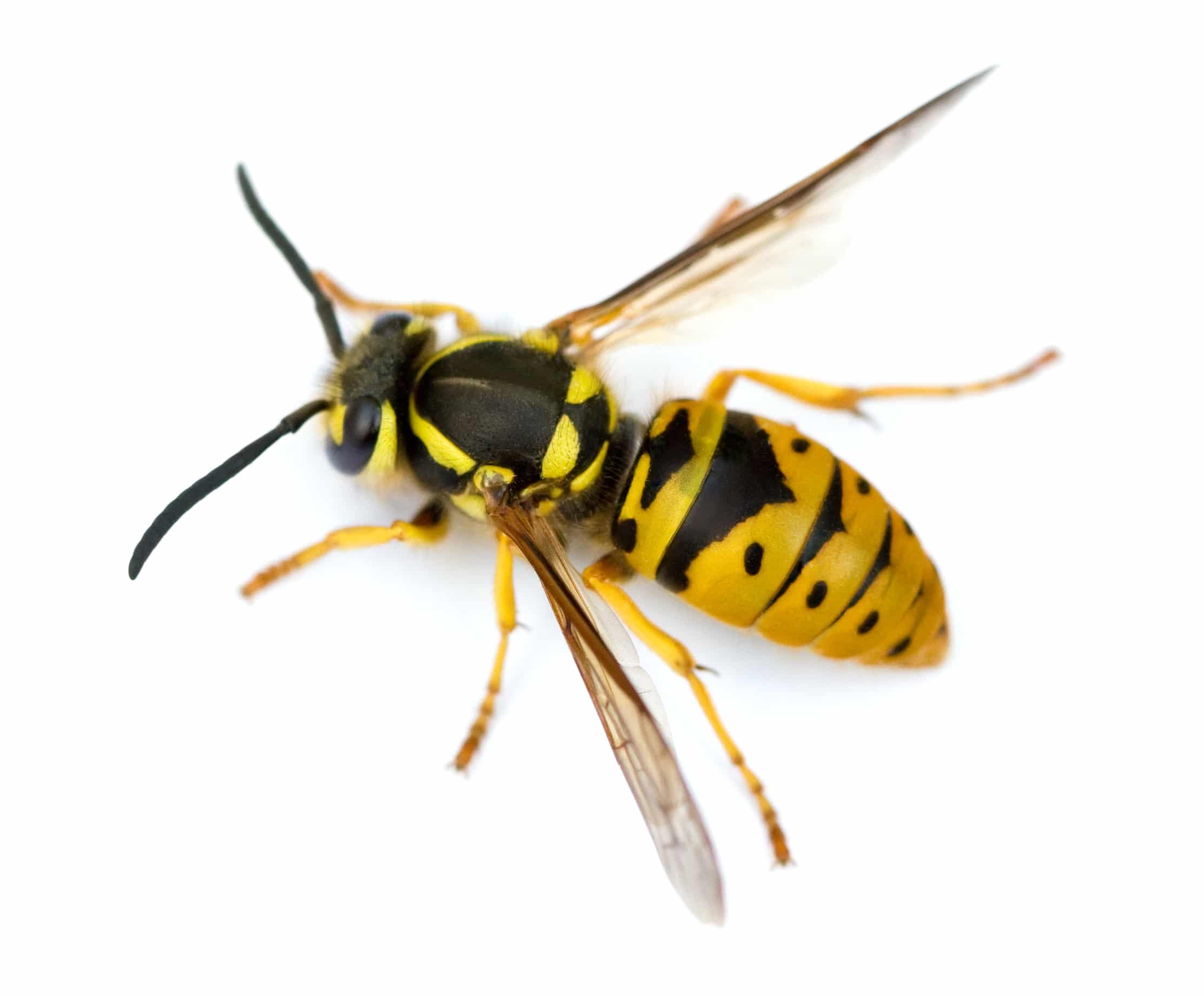 Yellow jacket wasp with black and yellow striped body and clear wings against a white background.