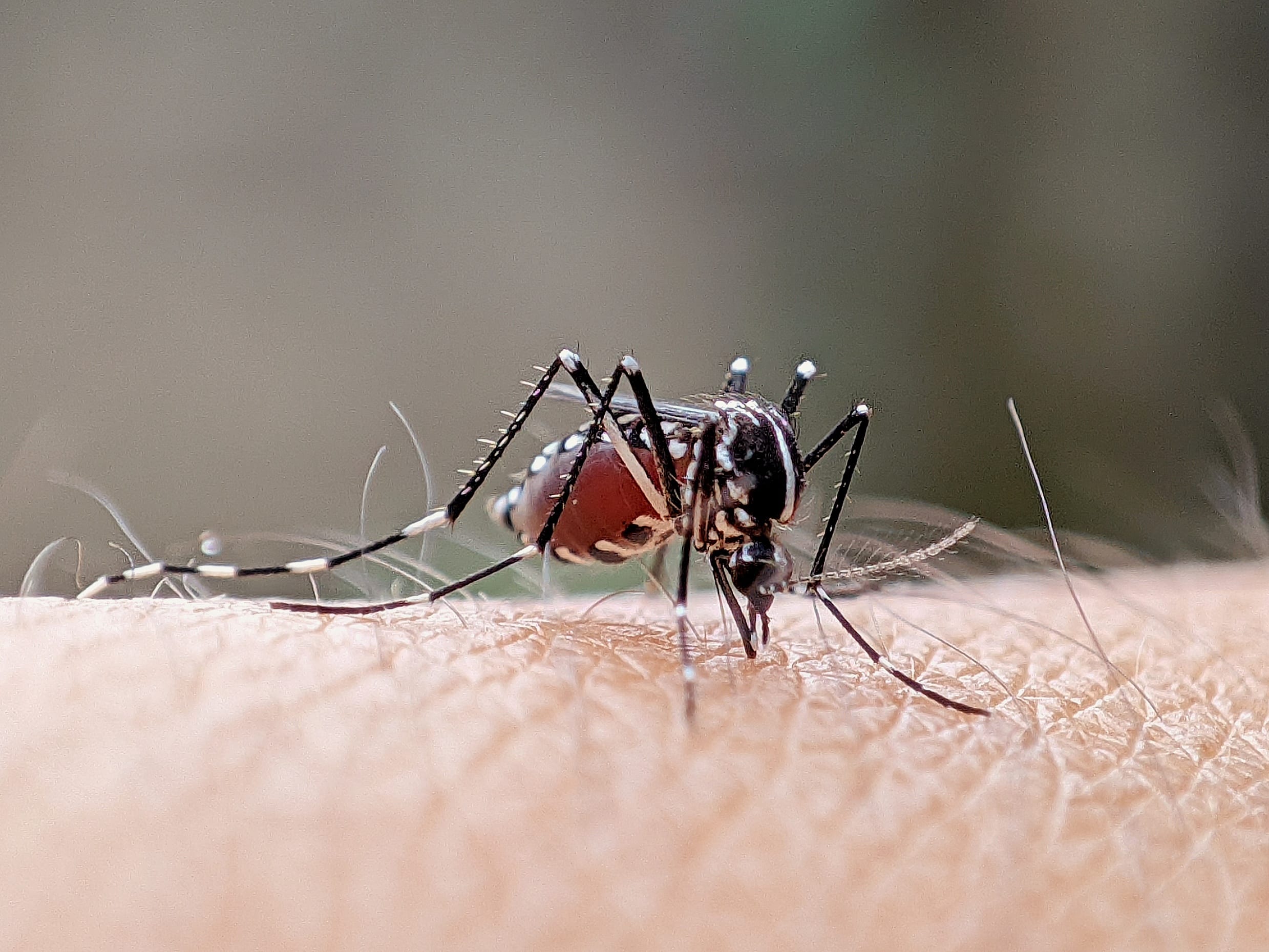 A close-up of a mosquito with a blood-engorged red abdomen feeding on human skin, showing its detailed anatomy including long legs, wings, and proboscis.