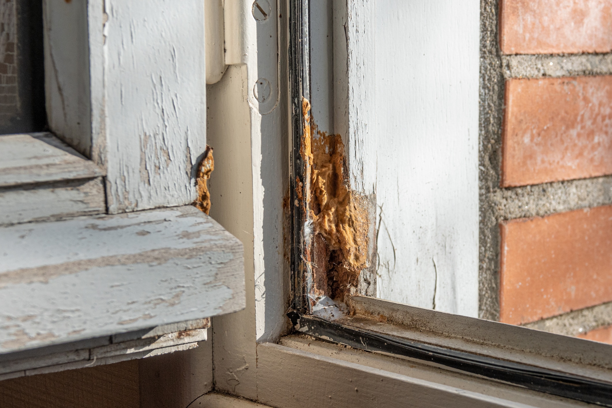 Termite damage visible on white painted wooden door frame and window sill, showing brown deteriorated wood and tunneling damage near brick wall.