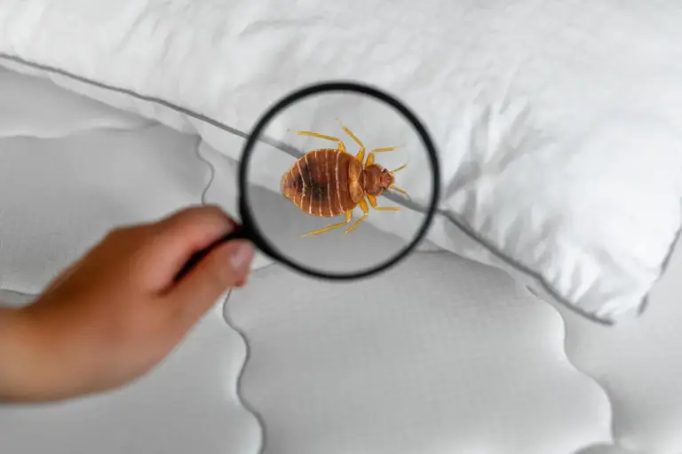 Hand holding magnifying glass revealing an enlarged view of a brown bed bug on white bedding, demonstrating pest inspection and identification.