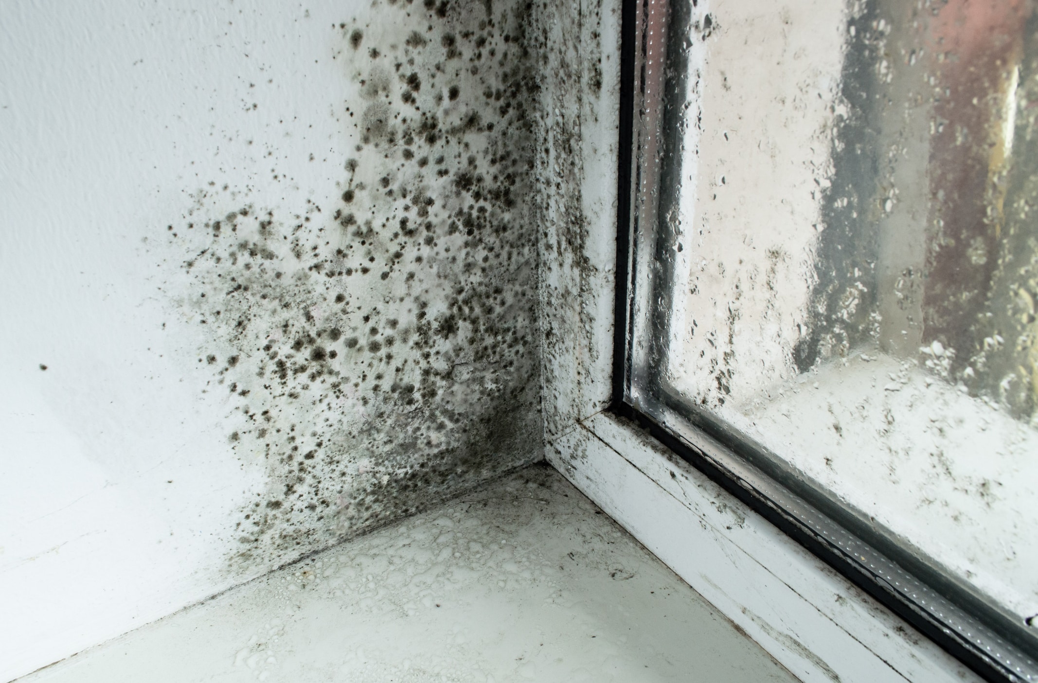 Extensive black mold growth covering the corner of a white wall near a window frame, showing severe moisture damage and contamination.