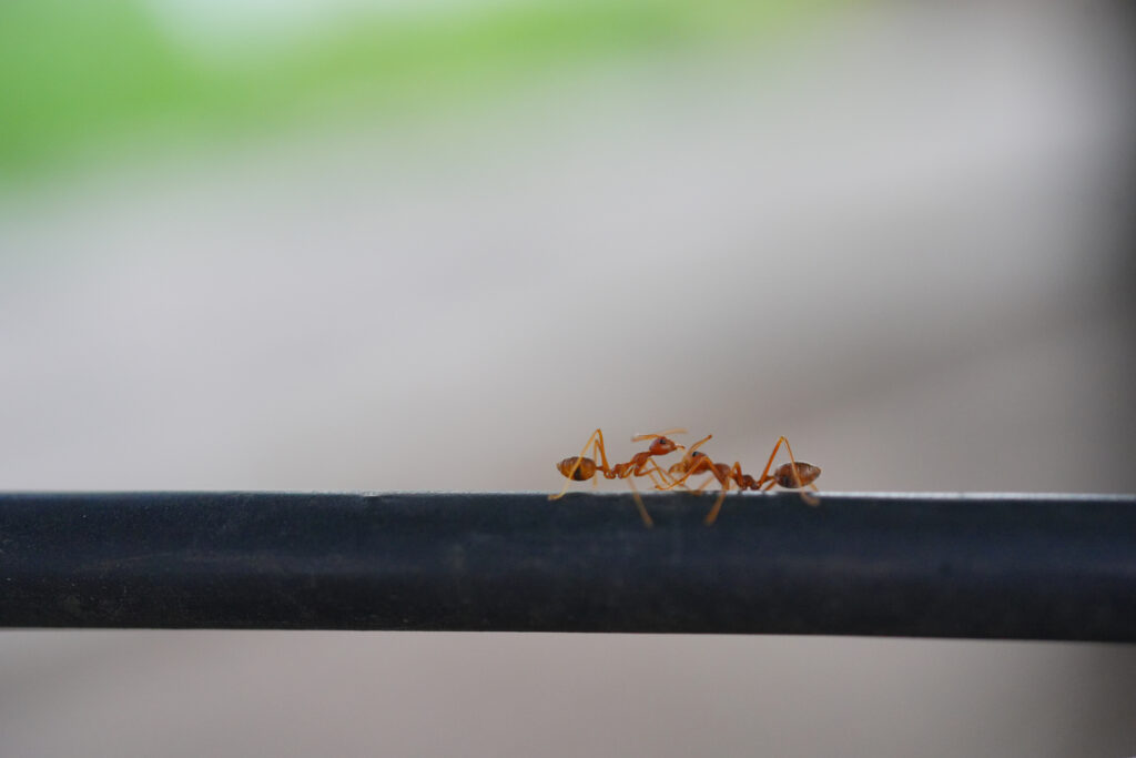 acrobat ants