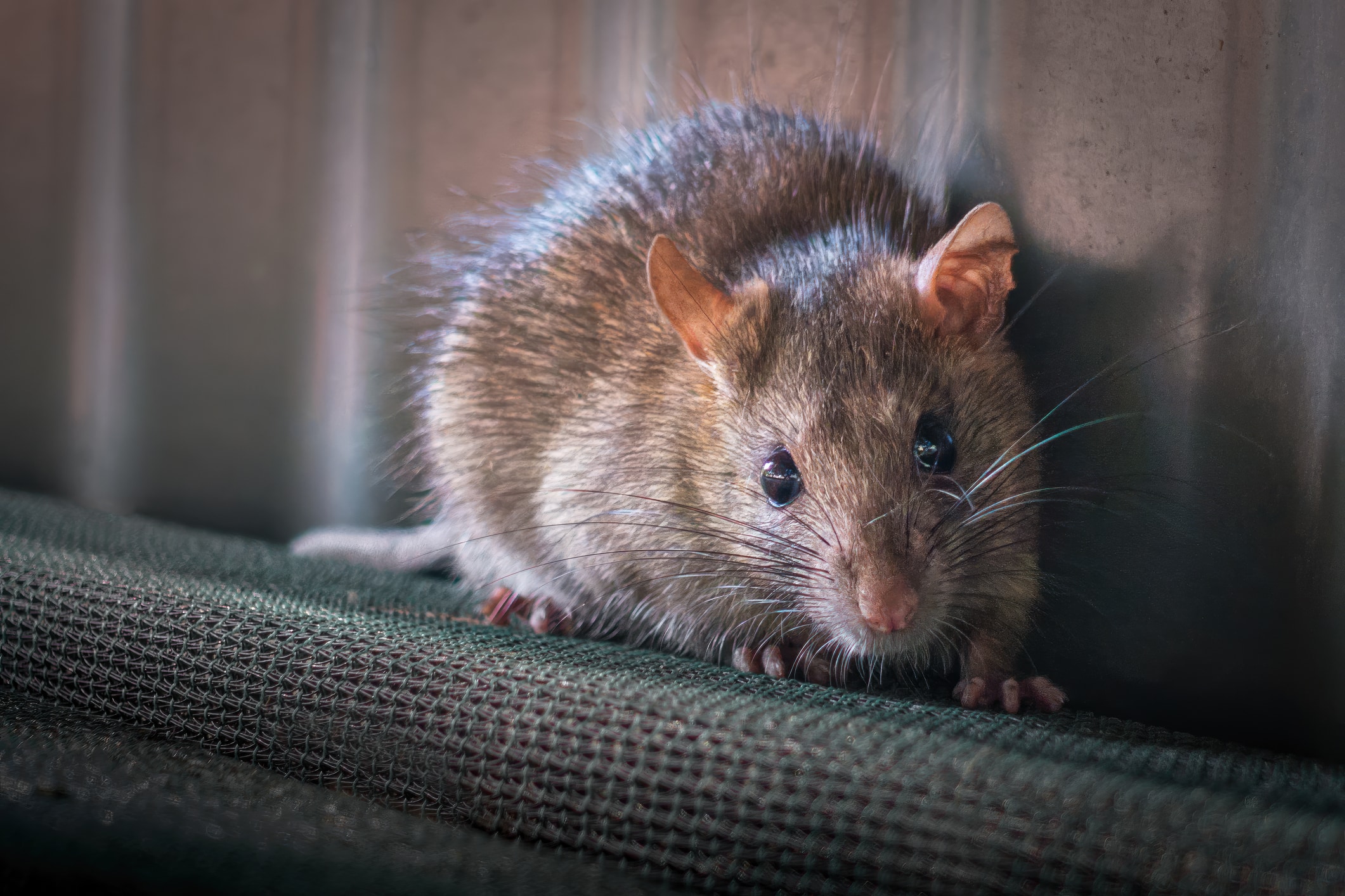 A brown rat with dark eyes and pink ears crouching on green textured fabric or upholstery