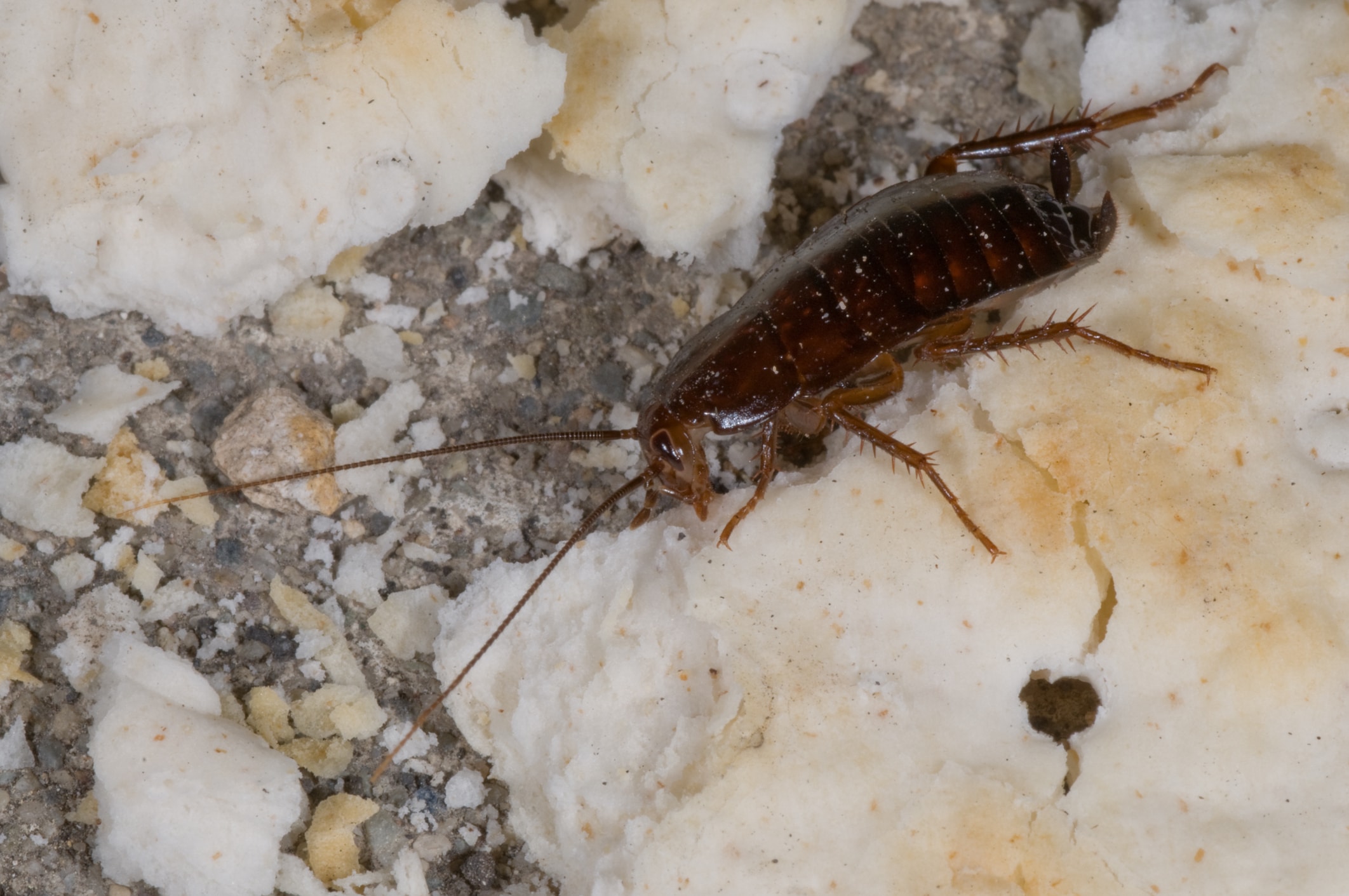 A brown cockroach with long antennae crawls across a rough surface of white and gray concrete or stone debris, showing the insect's characteristic oval body and spiny legs