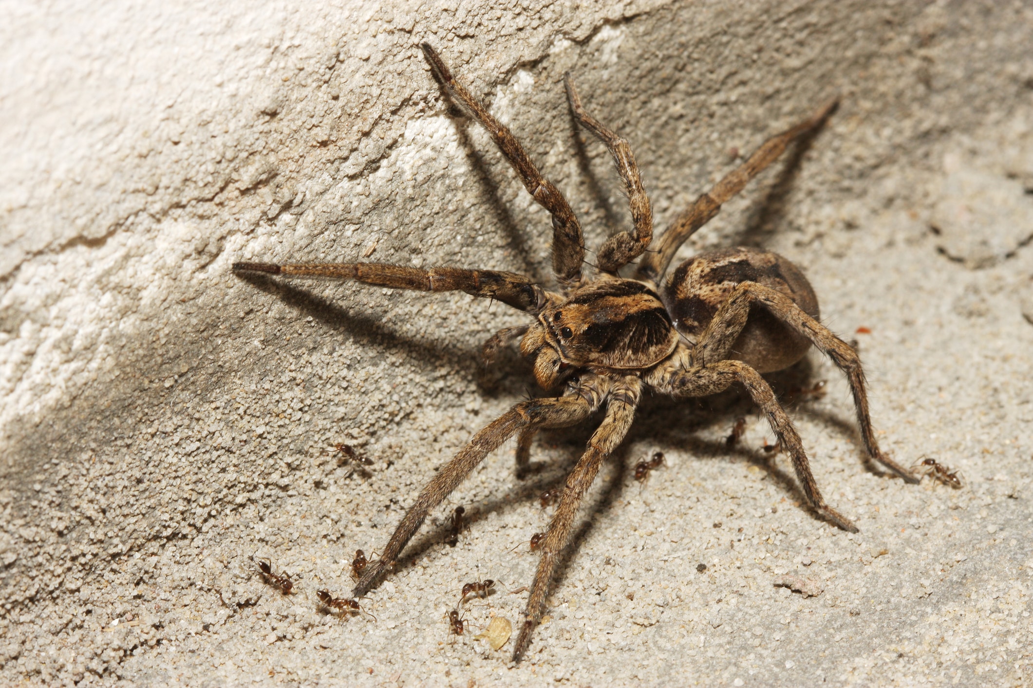 Large brown huntsman spider with long legs and hairy body on a concrete or stone surface.