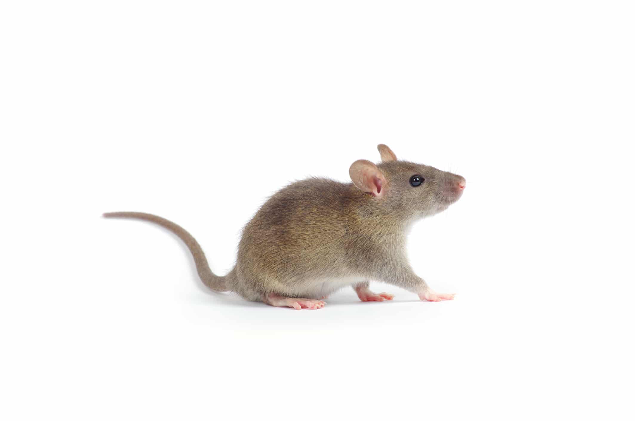 A small brown house mouse with pink ears, nose, and feet standing against a white background.