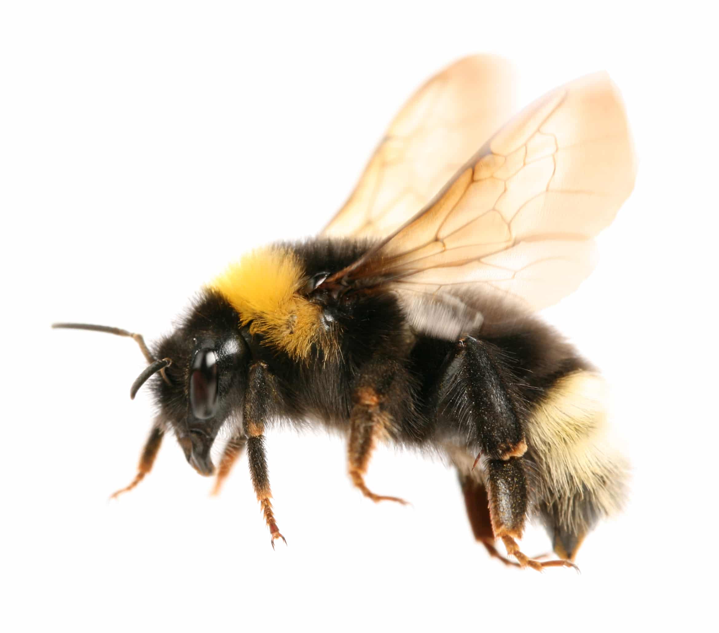 Fuzzy bumblebee with black body, yellow and white stripes, and translucent wings spread against a white background.