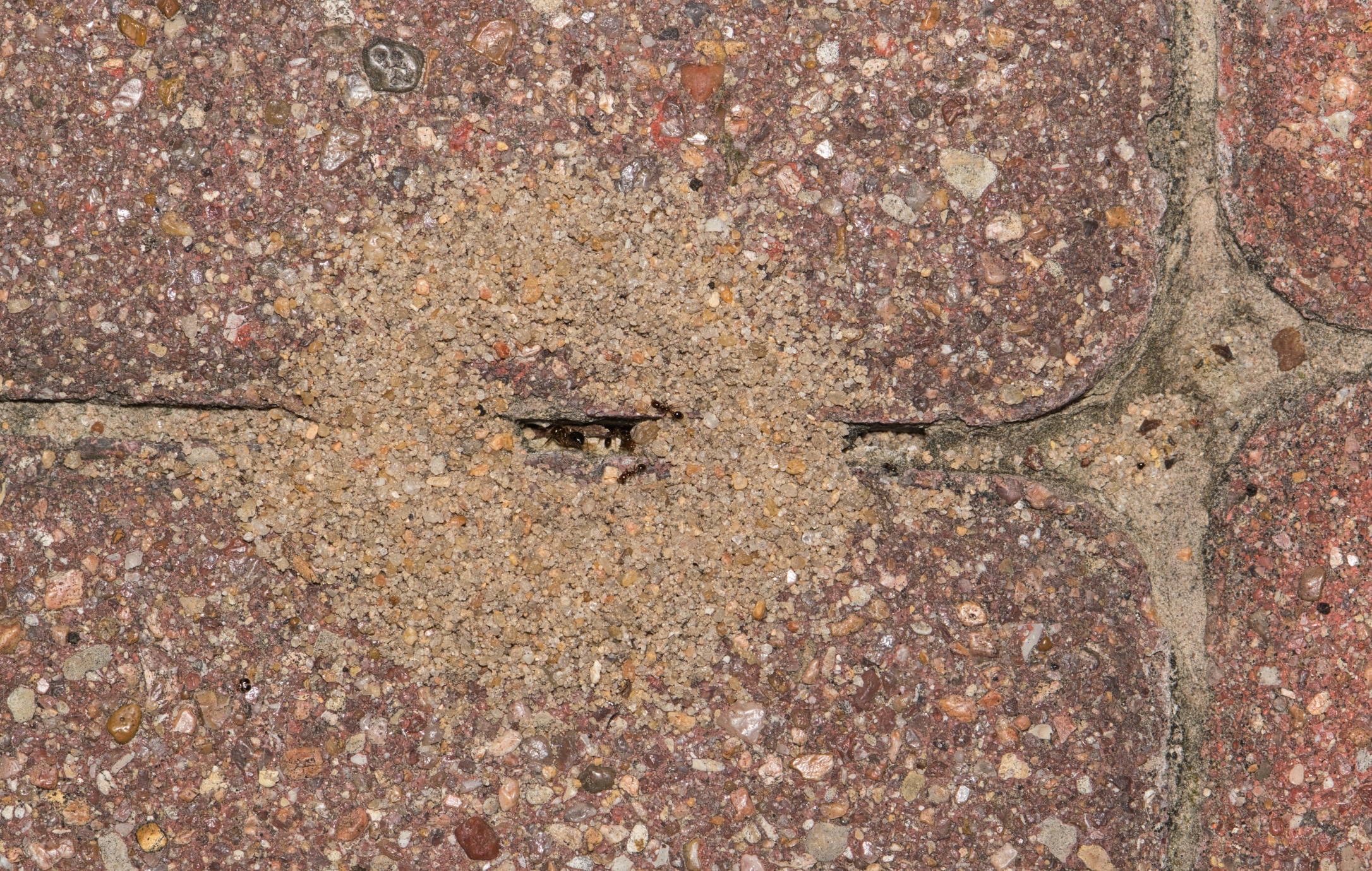 Dark ants crawling through crack in weathered concrete surface with aggregate stones visible.