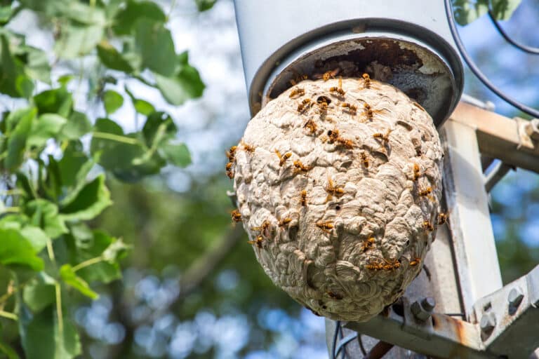 Large papery wasp nest with multiple wasps crawling on its surface, attached to a metal structure with green foliage in the background.