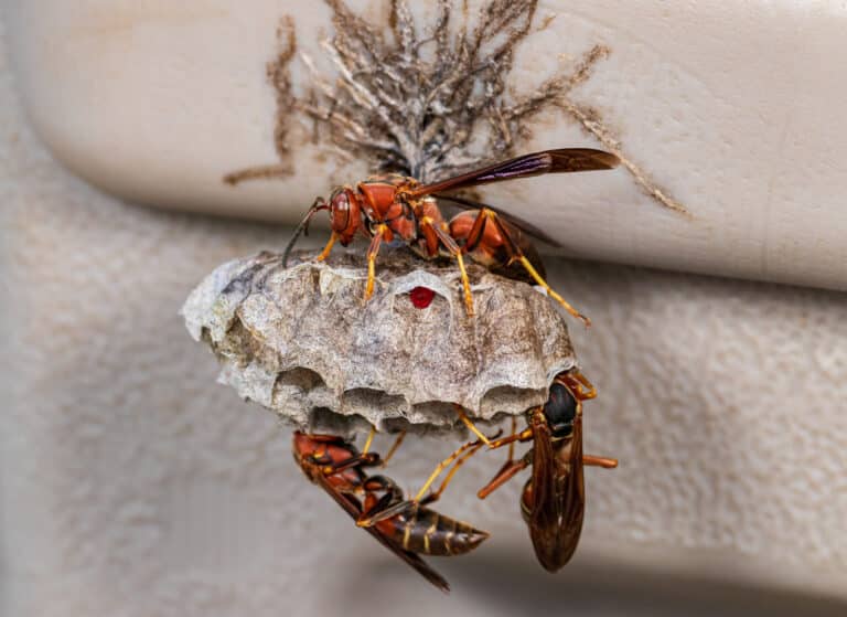 Two large reddish-brown wasps or hornets working on their papery nest with hexagonal cells, attached to what appears to be the underside of a roof or overhang.