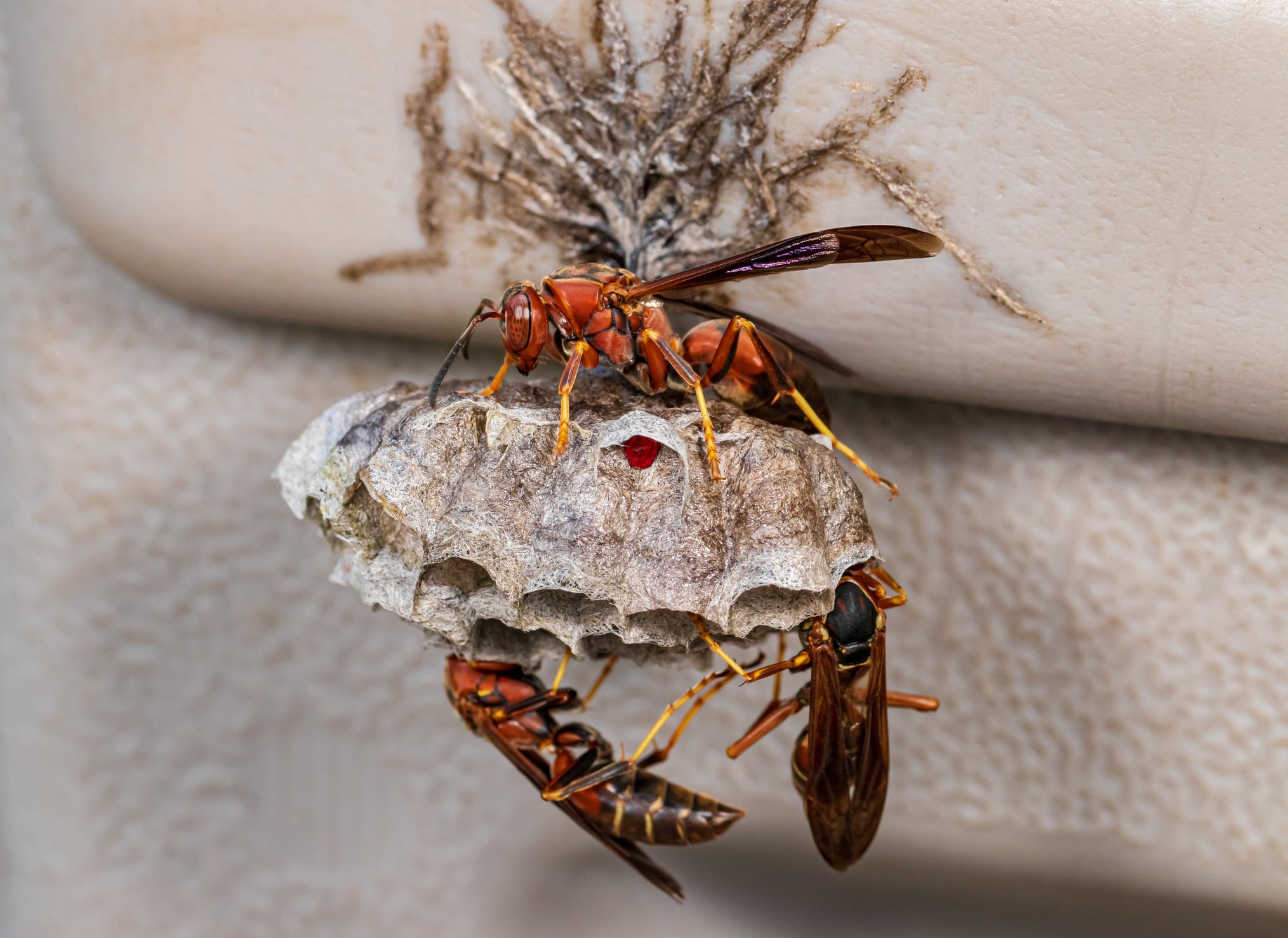 Two large reddish-brown wasps or hornets working on their papery nest with hexagonal cells, attached to what appears to be the underside of a roof or overhang.