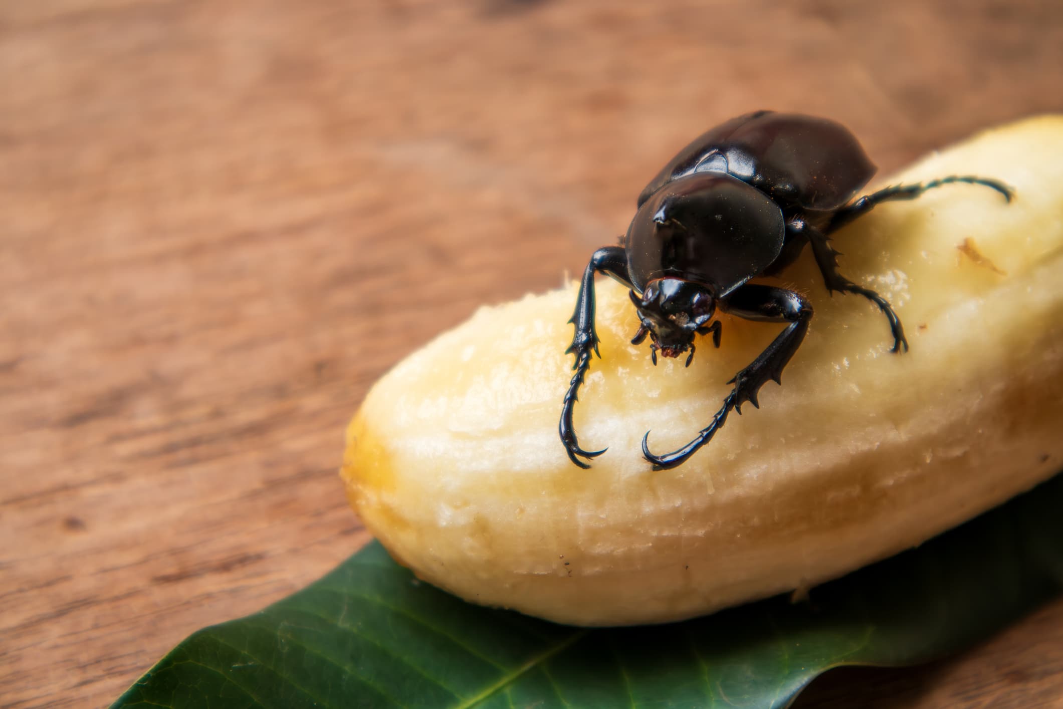 A large black rhinoceros beetle with prominent horns feeding on a piece of ripe banana