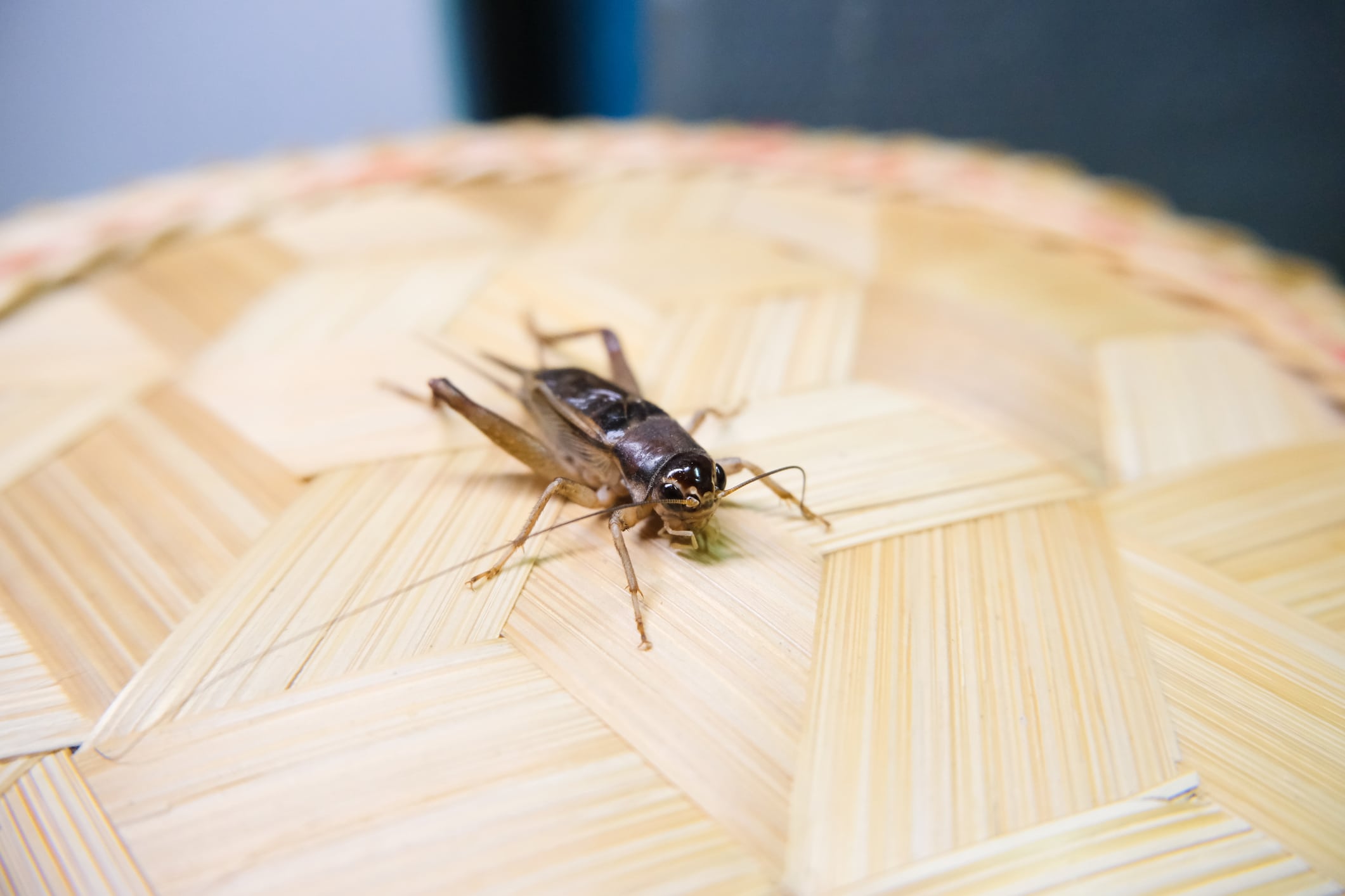 Dark brown cricket with long antennae and legs standing on light wooden cutting board surface.