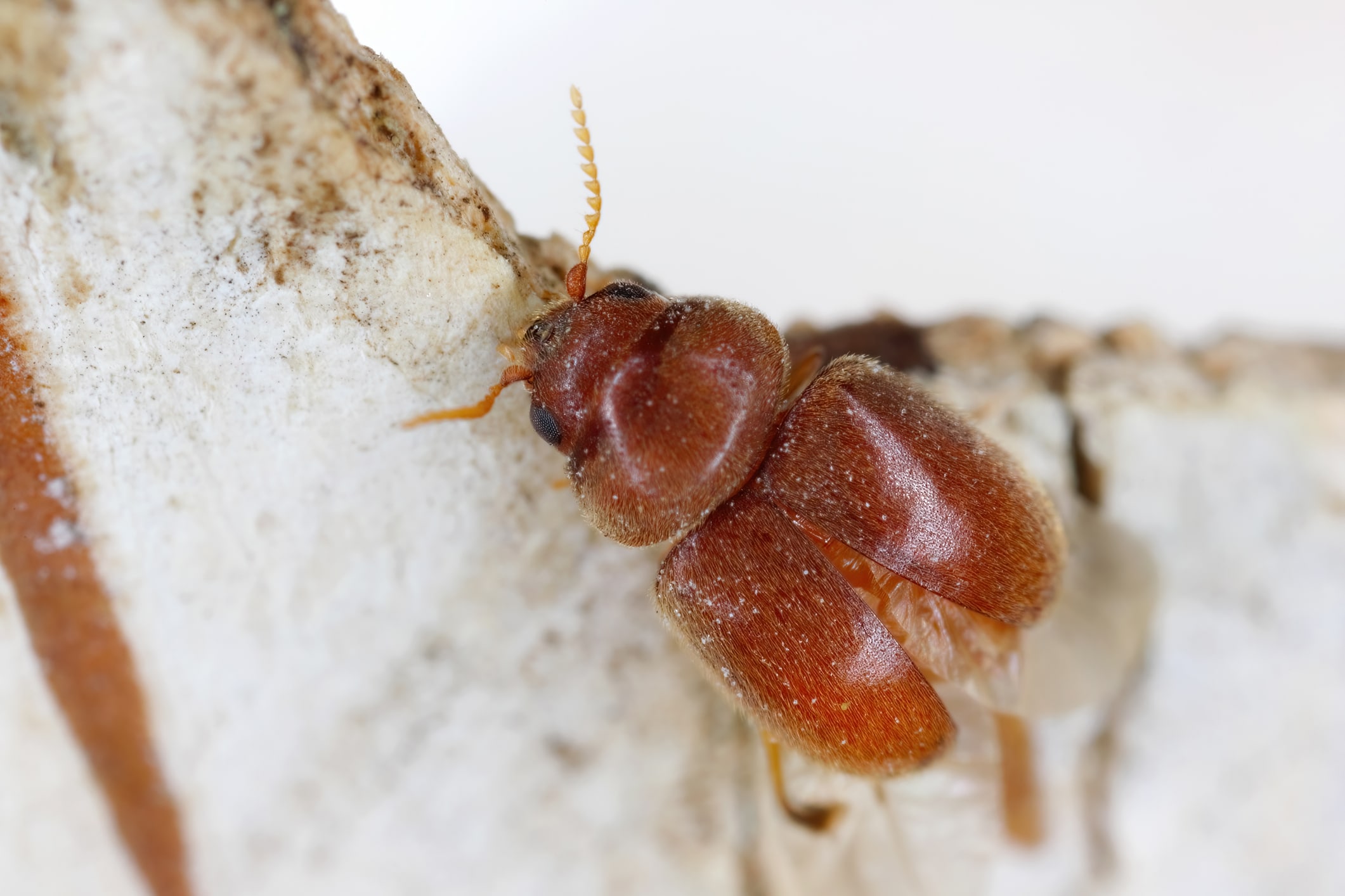 Reddish-brown beetle with segmented body and antennae crawling on white surface.