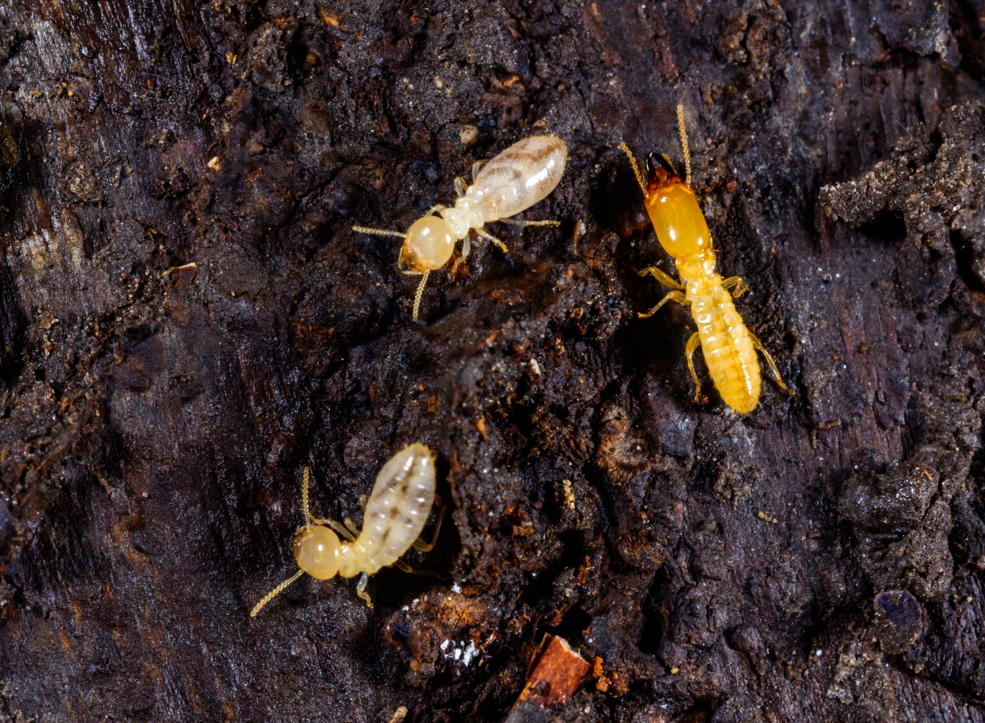 Three termites on dark soil, including two pale worker termites and one bright orange soldier termite with an enlarged head.