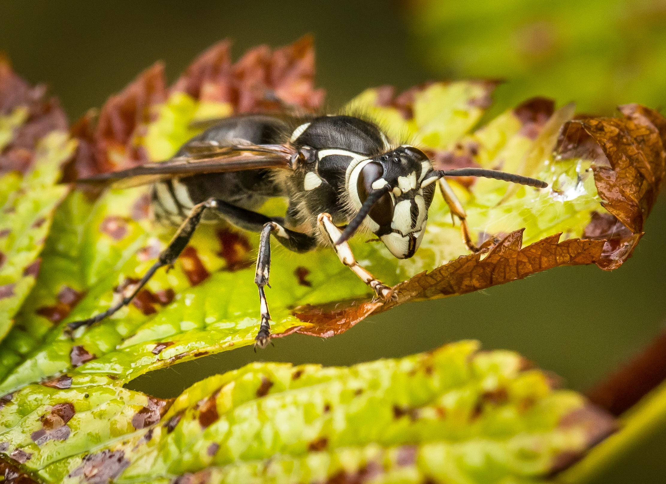 Black and white striped wasp perched on the edge of a colorful autumn leaf with yellow and red foliage in the background.