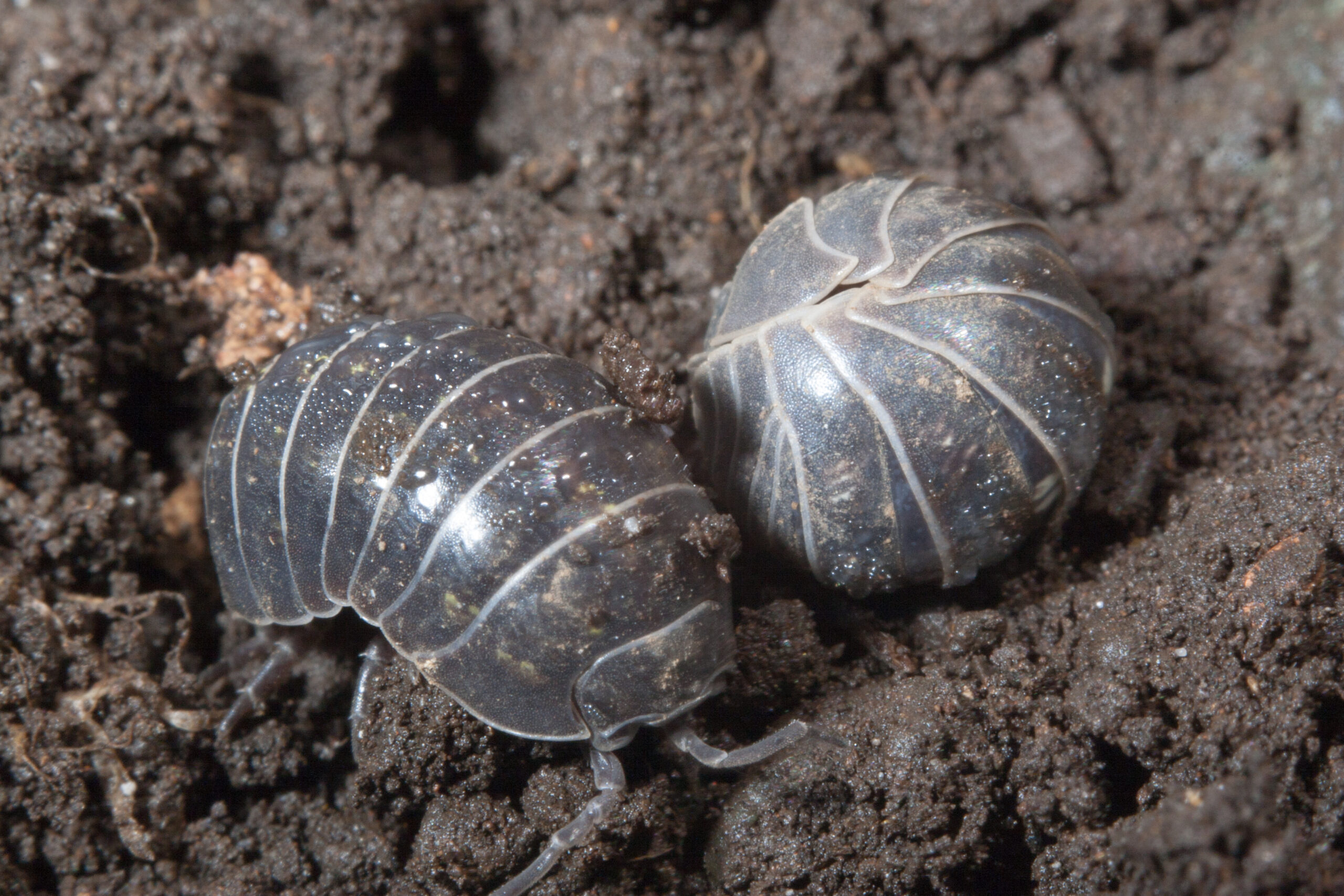 Sow Bug Pest Control in Tennessee - US Pest Protection