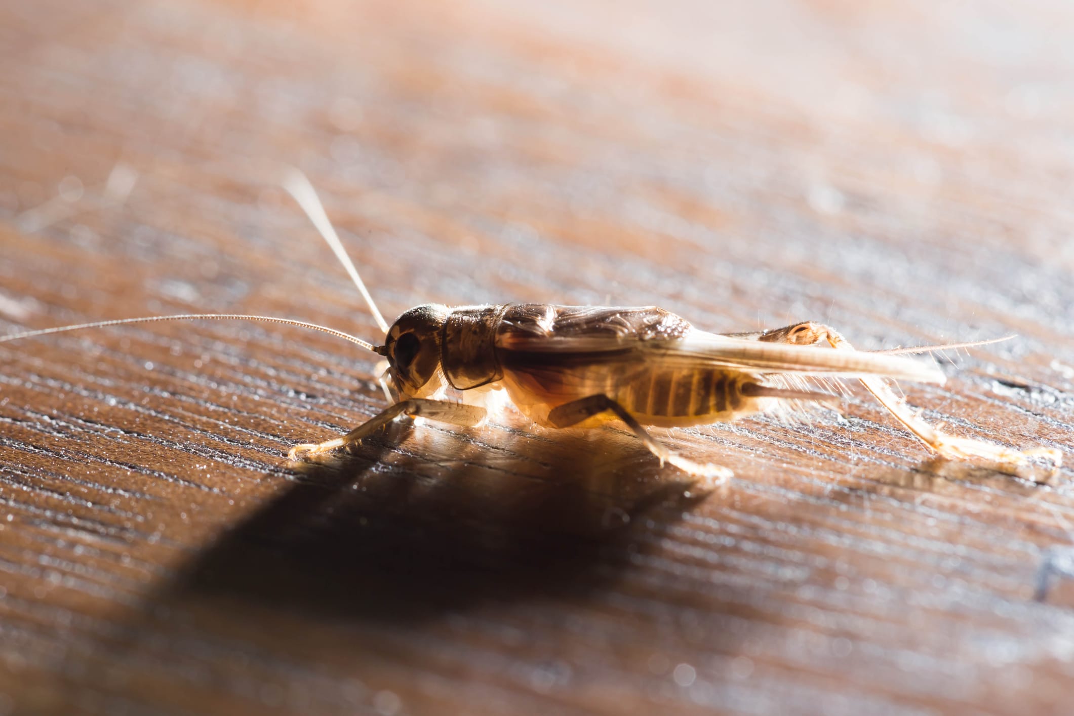 Small brown cockroach with long antennae crawling on wooden surface, showing its segmented body and translucent appearance in natural lighting.