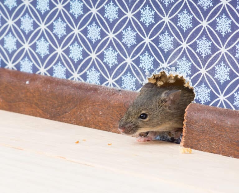 A mouse peeking out of a chewed hole in a baseboard, a sure sign of mice in the house