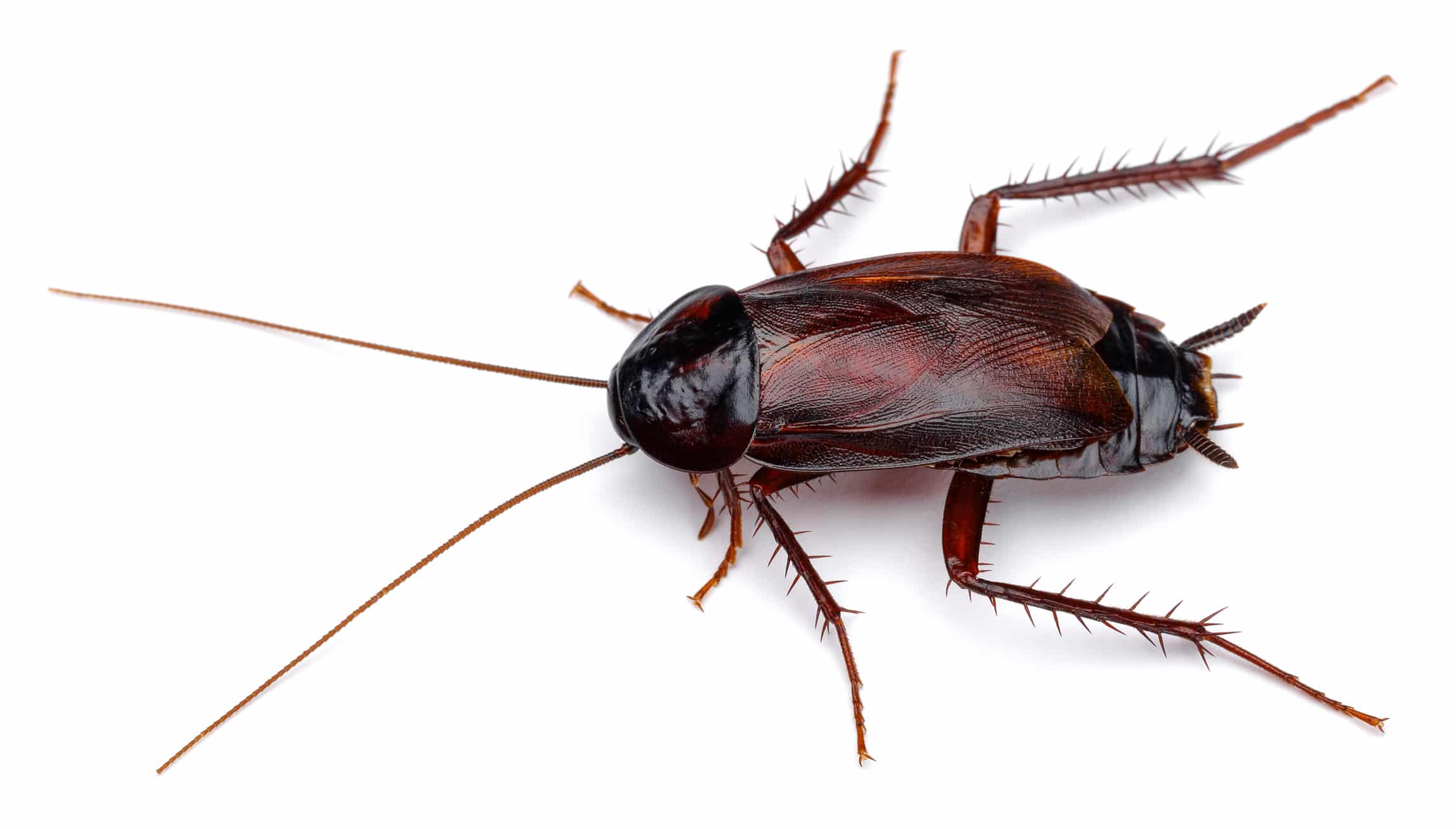 Dark mahogany smoky brown cockroach with long antennae
