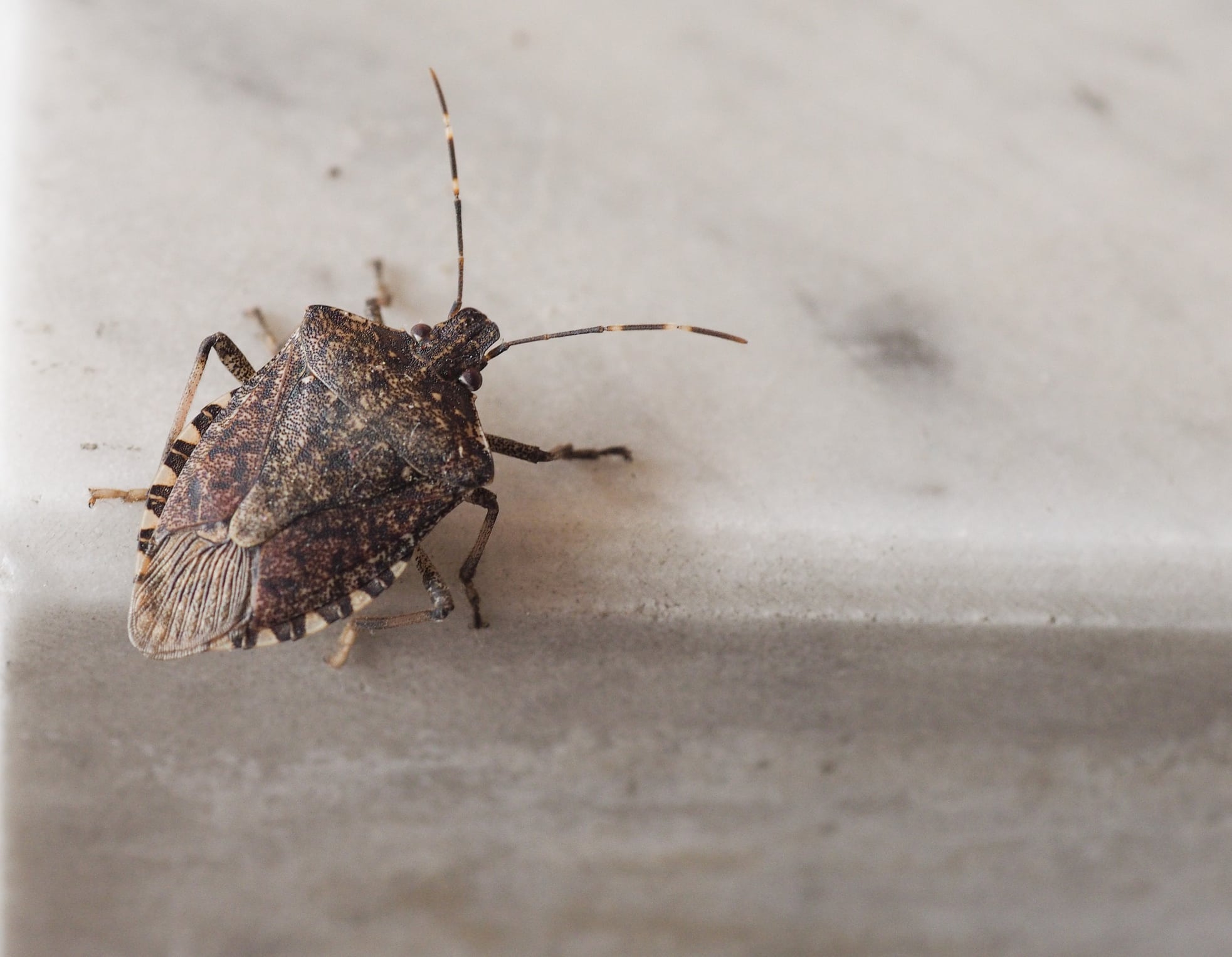 Brown marmorated stink bug with distinctive shield-shaped body and long antennae crawling on white surface, showing its mottled brown coloration and textured exoskeleton.
