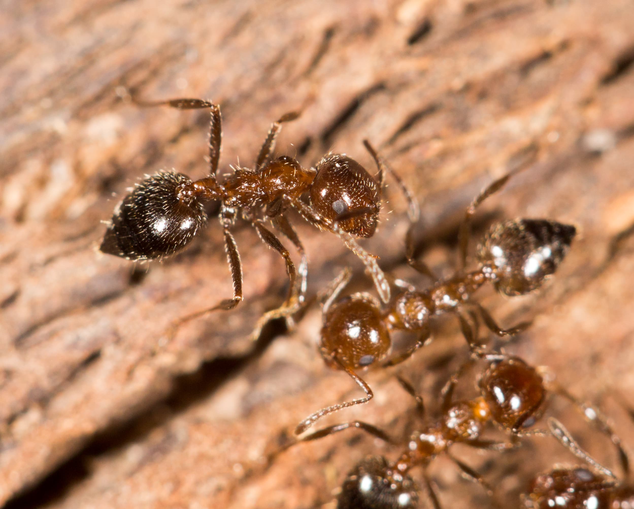 Acrobat ants with shiny heart-shaped abdomens on tree bark