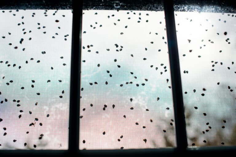 Multiple dark spots scattered across a white window screen, likely flies or other small insects that have landed on or become stuck to the mesh material.