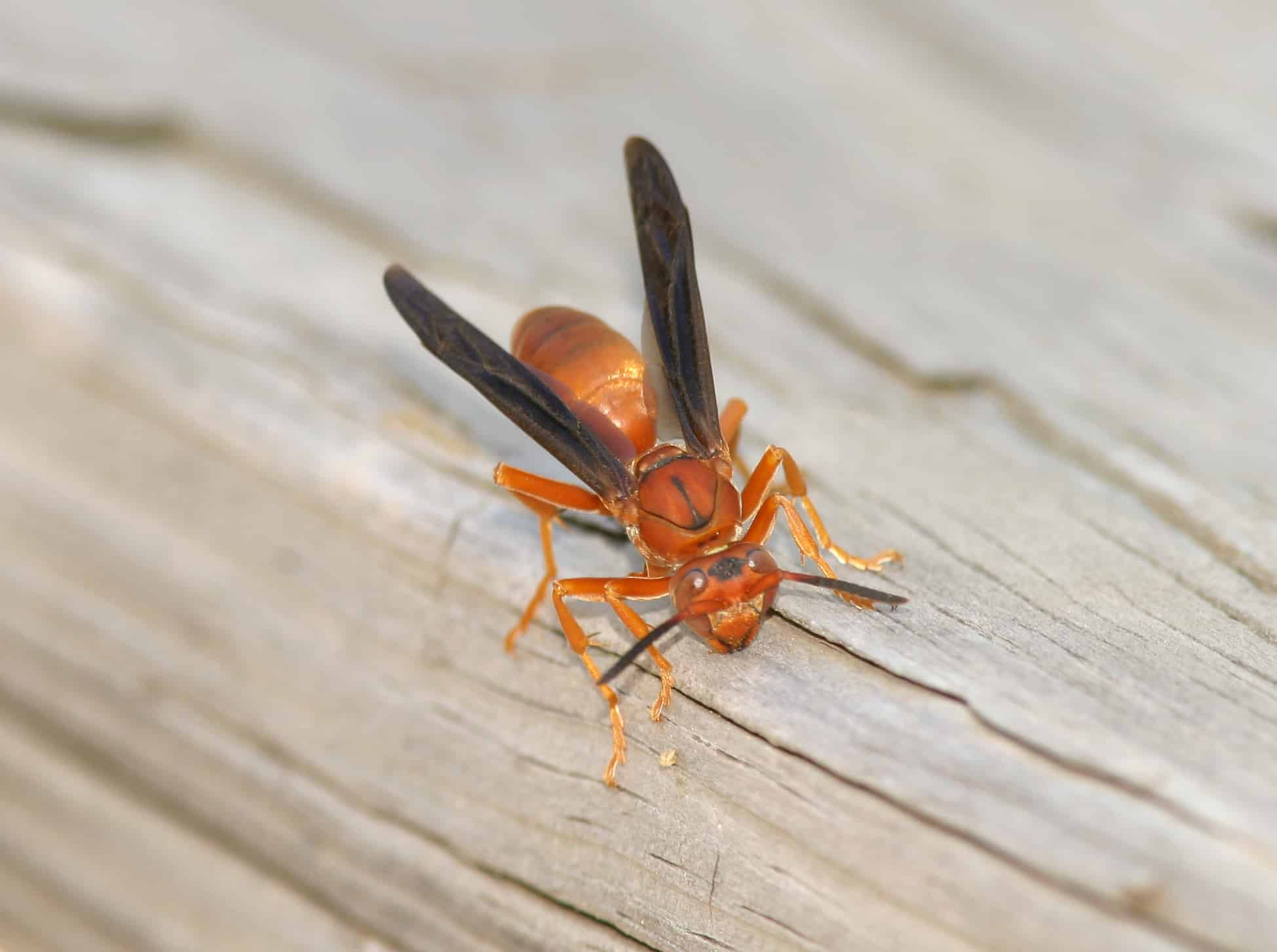 Orange wasp with dark wings and large compound eyes standing on weathered wooden surface.