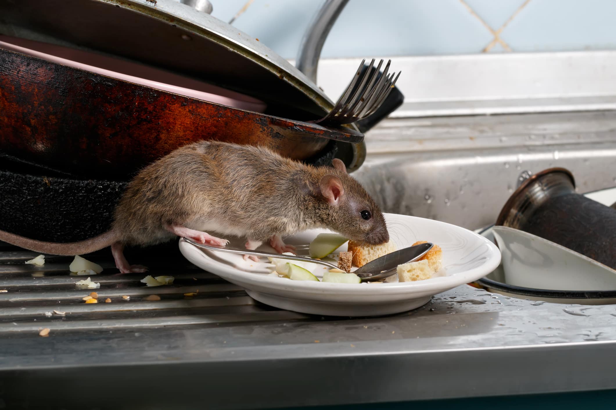 Brown rat eating food scraps from a white plate in a cluttered kitchen sink area with dirty dishes and cookware.