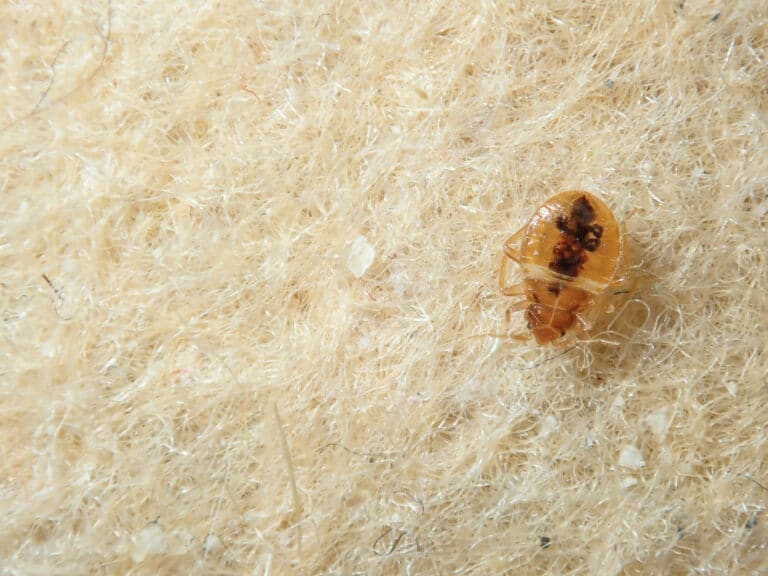 A blood-engorged bed bug on light-colored fabric, the kind of find that makes bed bugs in Nashville a concern for travelers