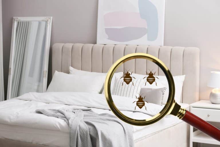 A modern bedroom with beige bedding and decor, featuring a magnifying glass overlay showing illustrated brown bed bugs on the white pillows and sheets.