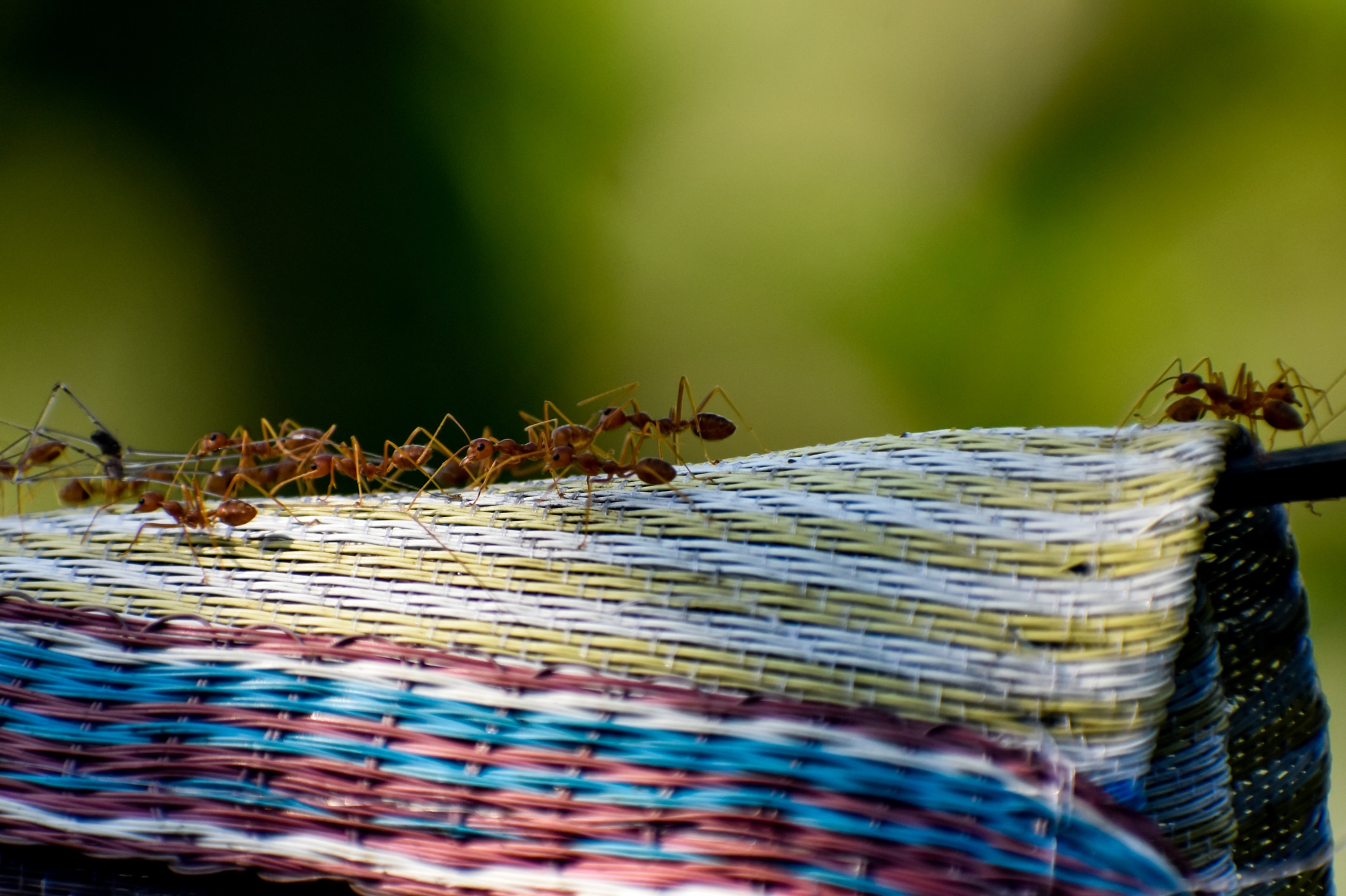 Red ants crawling along the edge of a colorful woven fabric or mat with blue, pink, and yellow stripes. The insects are clearly visible against the textile with a blurred green natural background.
