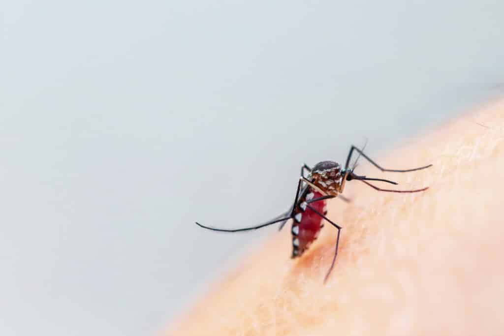 Mosquito, one of the most common bugs that bite in Tennessee