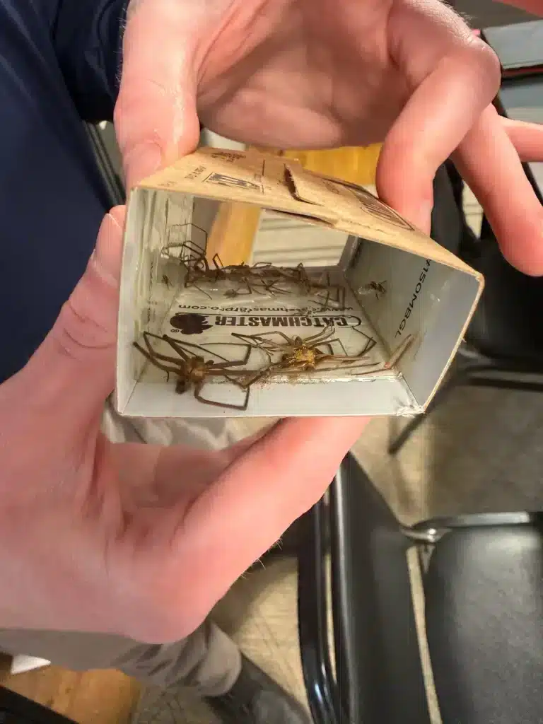 Brown recluse spider commonly found in Tennessee crawlspaces and garages