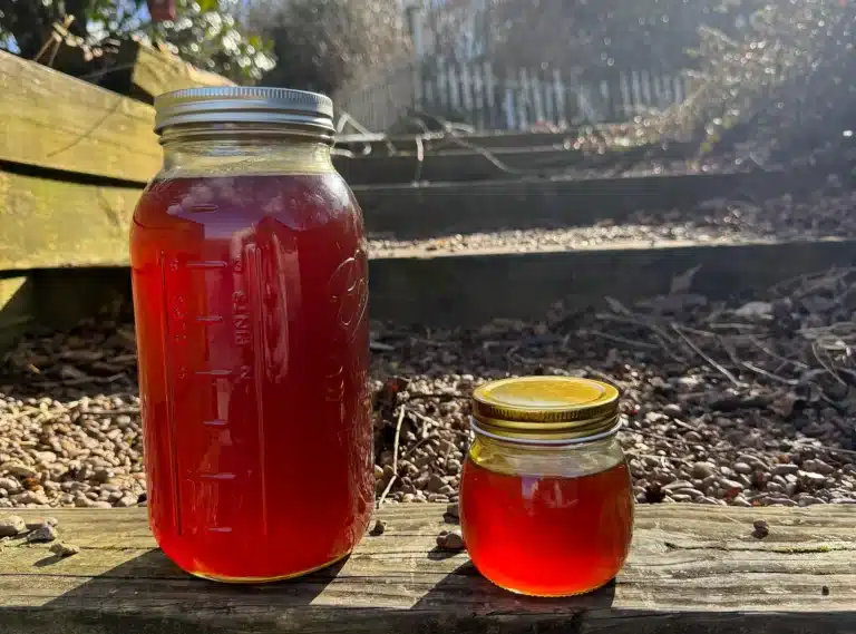 Backyard garden in Tennessee supported by healthy pollinator populations. Featuring fresh TN honey!