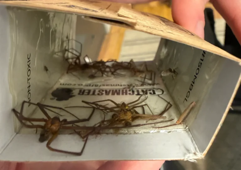 Where Brown Recluse ACTUALLY Hide