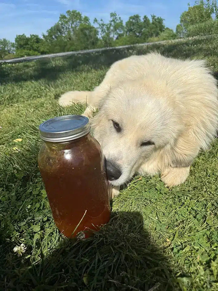 Pet safe and pollinator safe pest control. Dog with honey.