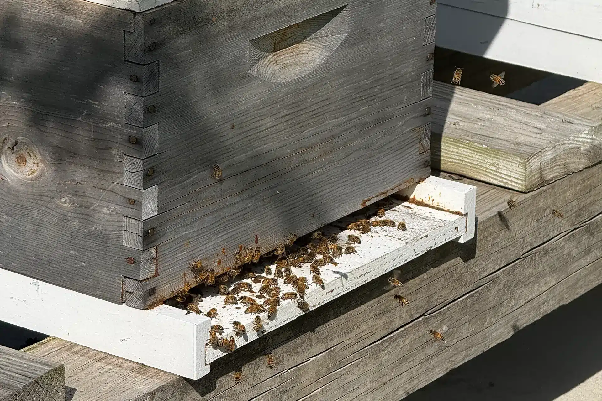 Honey bee hive in a Middle Tennessee neighborhood