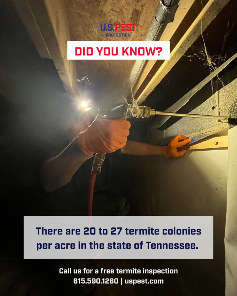 Didi you know there are 20+ termite colonies per acre in TN?