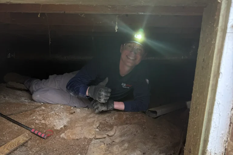 Termite-swarms Inspection.