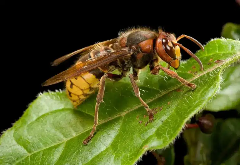 Pest Identifier Guide 4 European hornet