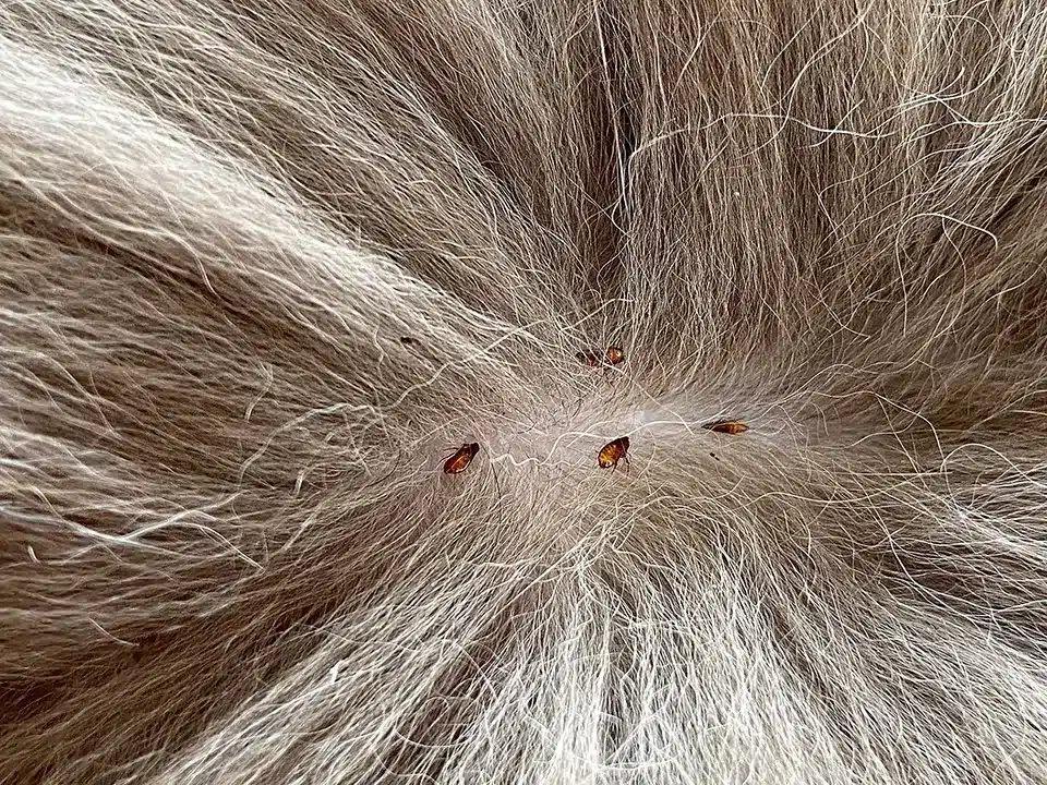 Close-up of a flea on a dog's fur in a Middle Tennessee backyard