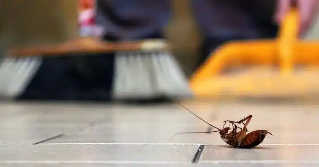 Why American and German Roaches are Highly Active in July 3 Large American cockroach found on a kitchen floor in a Middle Tennessee home in July.