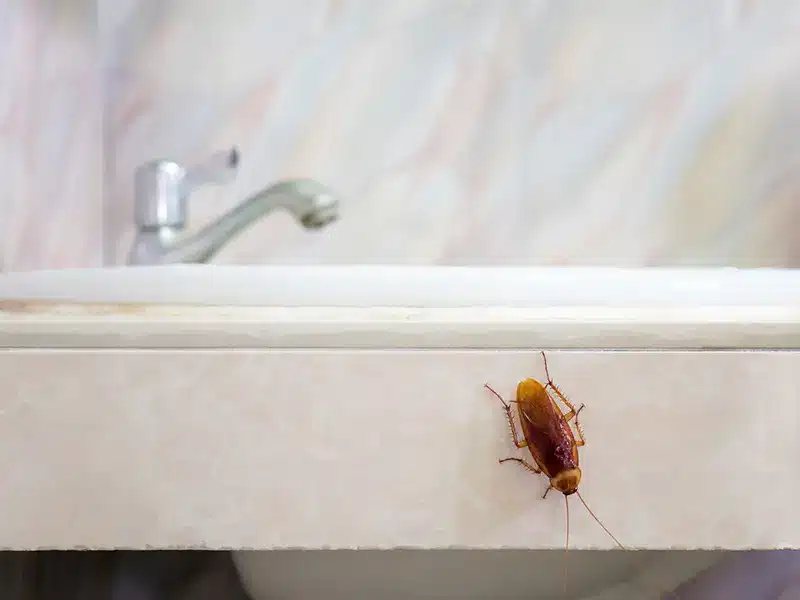 Why American and German Roaches are Highly Active in July 4 Home owner found a cockroach in their bathroom in this TN home.