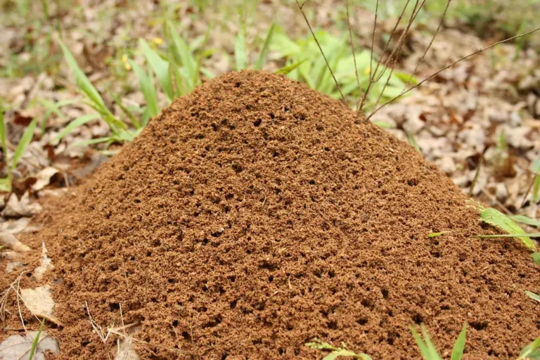 Fire ant mound in a sunny lawn in Middle Tennessee during summer