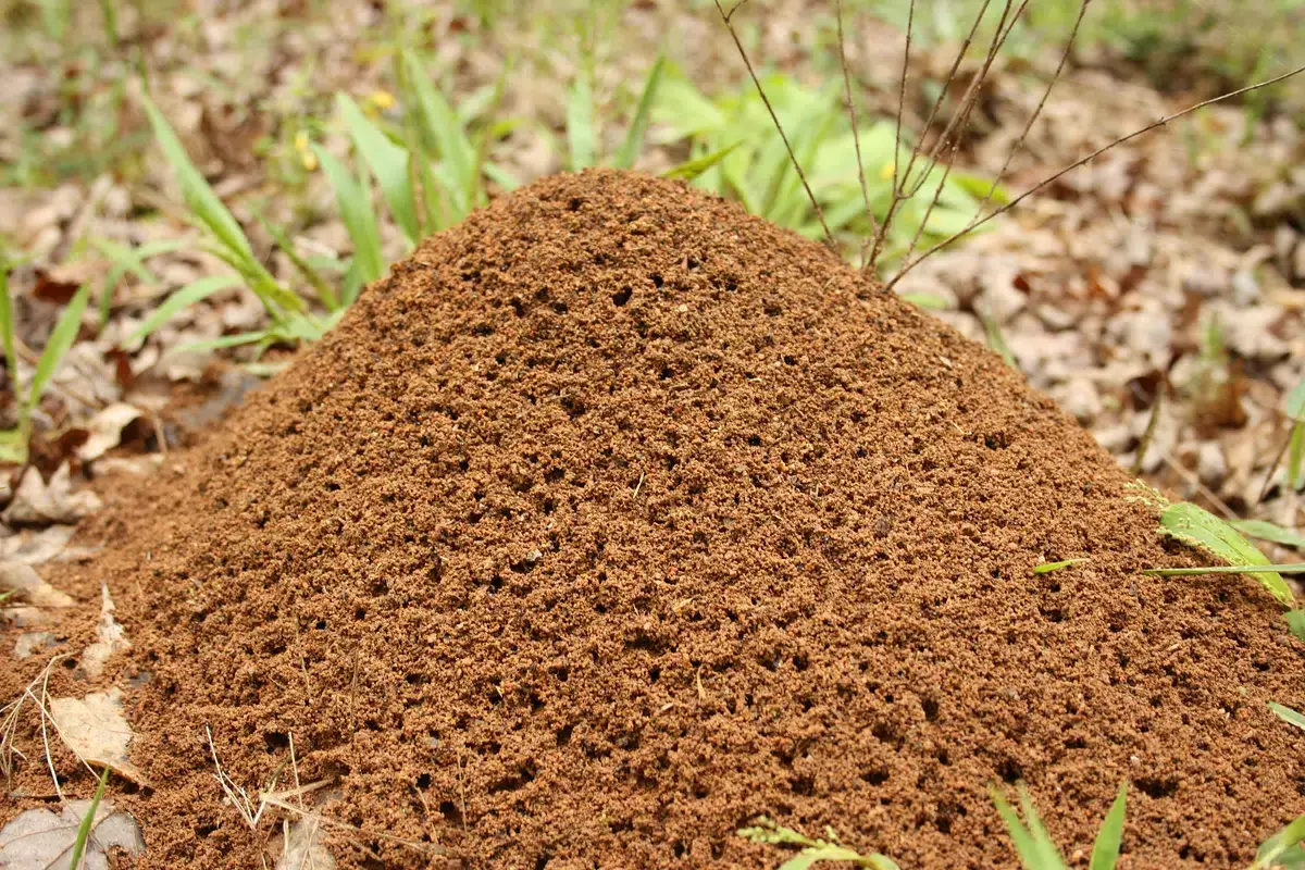 Fire ant mound in a sunny lawn in Middle Tennessee during summer