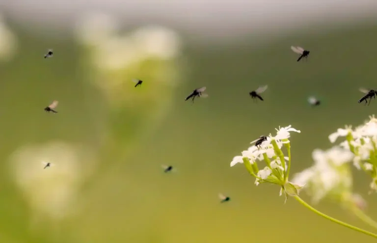 Gnats gathering around a porch light on a Middle Tennessee home in July