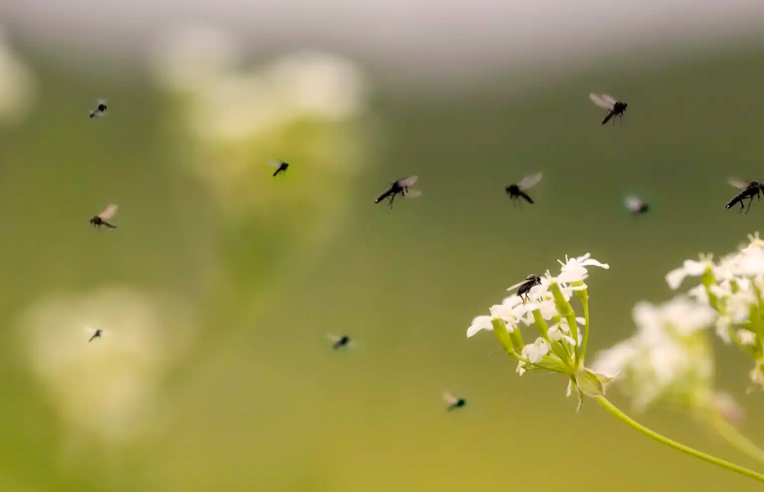 Gnats gathering around a porch light on a Middle Tennessee home in July